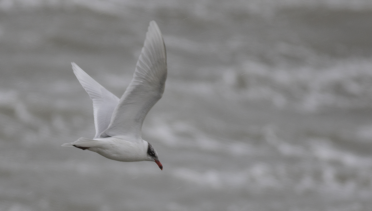 Mediterranean Gull